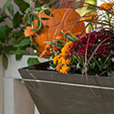 Russell Seitz Photography - Autumn Windowbox