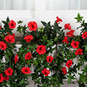 Russell Seitz Photography - Studio Product Shot - Hooks & Lattice and windowbox.com - 24in Morning Glory Vine in Laguna Windowbox